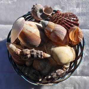 Natural Sea Shells 30 Piece Assorted Perfect for decoration, crafts projects